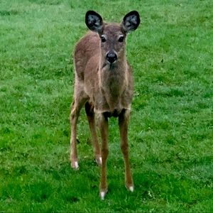 Meet your Posher, Peggie